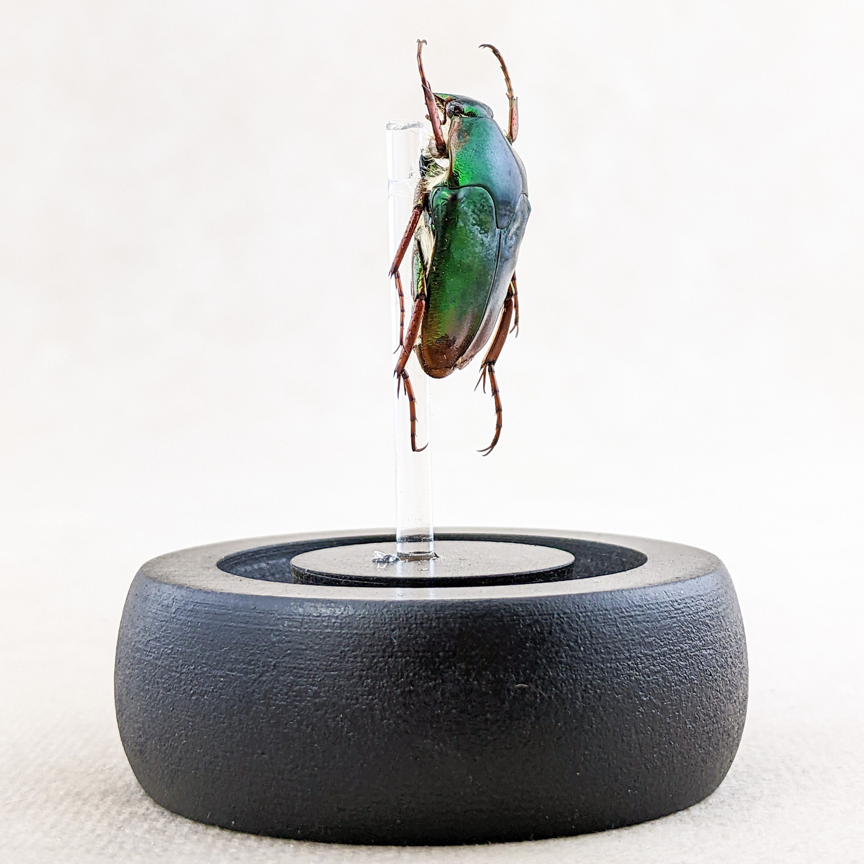 L21b Lg Flower Beetle Glass Dome Disply Entomology Taxidermy Real