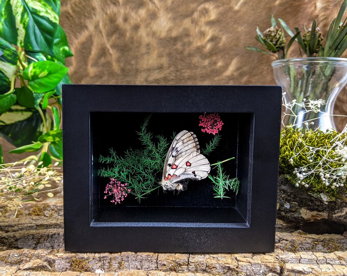 Moth frame floating display Entomology Taxidermy Oddities Curiosities Shadowbox preserved specimen bug collector lepidopterology insect