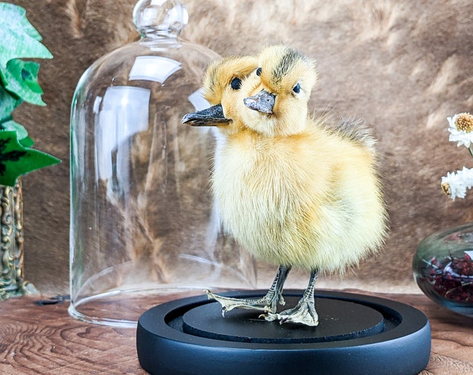 u50c 2 Two Headed Duck Duckling Display dome Taxidermy Oddities Curiosities Gaffdecor preserved specimen Macabre Anomaly Mount