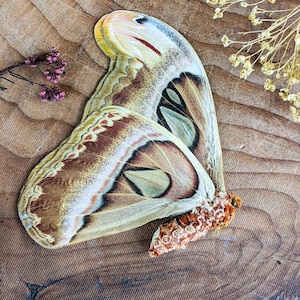 Attacus atlas female unspread wings closed craft Silk Moth Specimen LG Real preserved specimen entomology bug collector moth display decor
