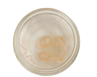 May include: A clear glass jar containing a light-colored liquid and several small, beige-colored, irregularly shaped objects. The jar has a wide, round opening and a simple, transparent design. The contents are visible from above.