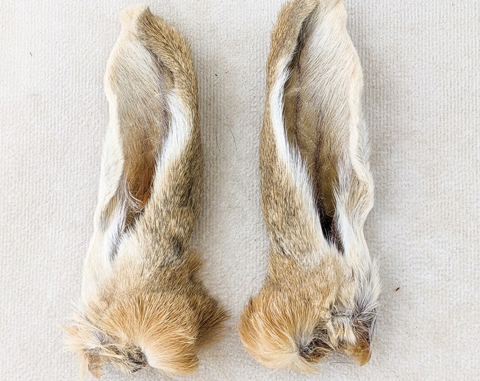 Pair Bunny Rabbit Ears  4 1/2" Specimen Taxidermy Oddities Curiosity crafting preserved educational display curio cabinet cottage