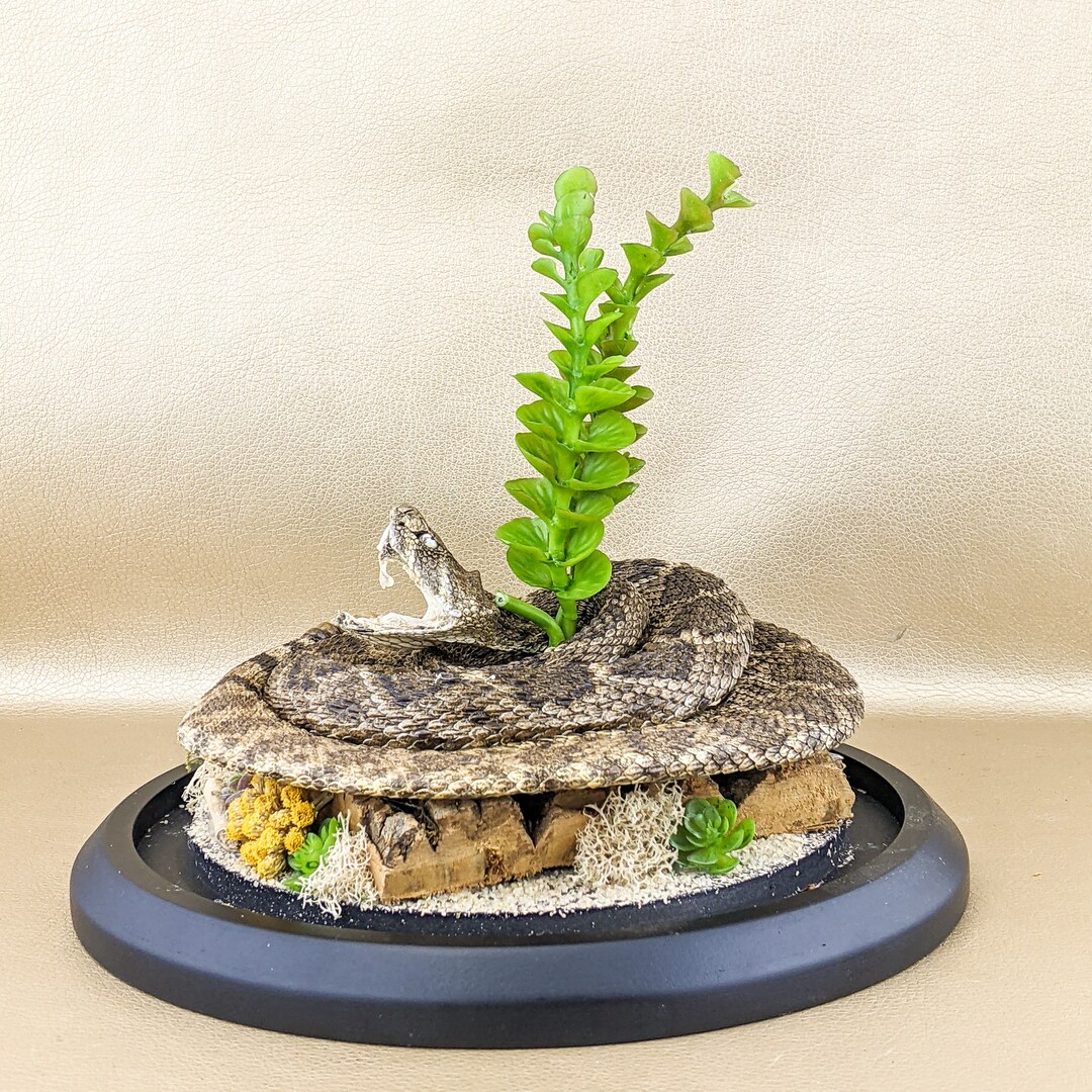 Rattlesnake Large Display Glass Dome Taxidermy Oddities Curiosities ...