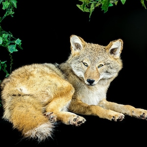 May include: A coyote taxidermy mount, lying down with its head turned to the side, looking directly at the camera. The coyote is a light brown color with a white chest and a bushy tail. The background is black with green leaves.