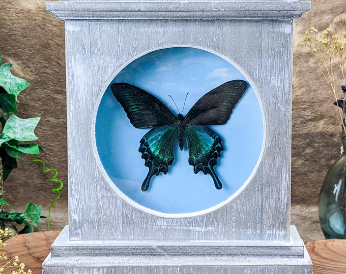 P2k Chinese Peacock Butterfly Shadowbox Collectible Taxidermy Entomology oddities curiosities preserved specimen home decor educational