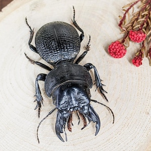 Crepidopterus Decorsei Beetle Specimen Rare Find Collectible insect oddity craft Entomology beetle display Educational preserved specimen