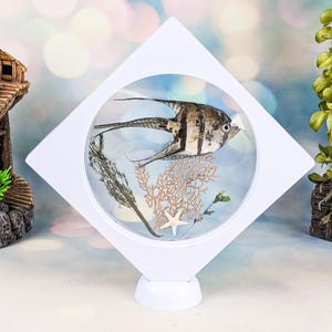 May include: A framed display featuring an angel fish with black and silver stripes, coral, and a starfish. The fish is set against a light blue background within a white, diamond-shaped frame. The frame has a white base.