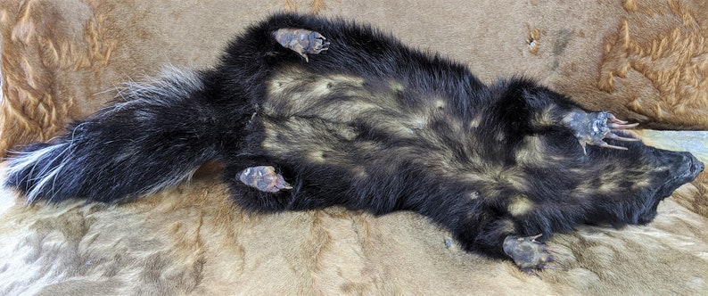 Skunk #6 Taxidermy large Skunk standing mount collectible specimen Adorable Oddity Curiosity Cabinet Home Decor Educational Oddities