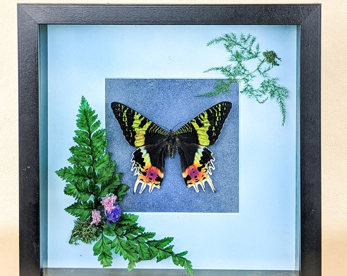 W8e Entomology Taxidermy Oddities Curiosities Sunset Moth Butterfly Shadowbox Display Oddity Curiosities Cabinet Preserved Specimen Decor