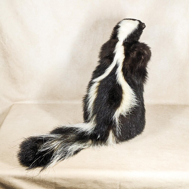 Skunks Rear Skunk Mount Taxidermy Oddities Curiosities Collectible Specimen Cabin ...