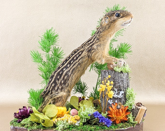 w36a 13 lined Squirrel Natural disply Taxidermy Oddities Curiosities Collectible home decor specimen mount oddities curiosity educational