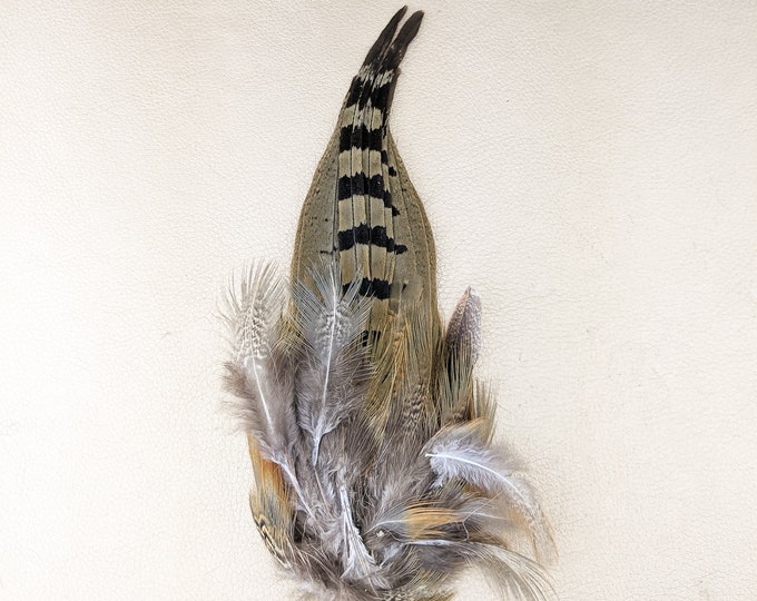 F8c Taxidermy (F) RINGNECK PHEASANT Tail bird craft curiosities Oddities fishing crafts smudging fly tying haberdashery costume props decor