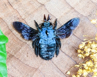 Blue Carpenter Bee Taxidermy Oddity Curiosities Xylocopa Caerulea Specimen preserved specimen loose home decor Educational biology