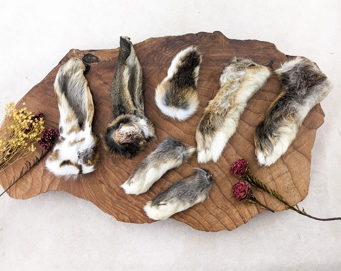Matched Rabbit Feet Tail & Ears  5"  Taxidermy 1 set 7 Real craft oddities curiosities preserved specimen educational decor odd