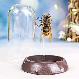 May include: A preserved wasp specimen, displayed under a clear glass cloche. The wasp has black and yellow stripes and transparent wings. The cloche sits on a brown, circular base, with a blurred blue and white background.