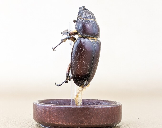 g12e (lc) Entomology Taxidermy Oddities Curiosities stag Beetle glass dome display collectible preserved specimen educational decor bugs