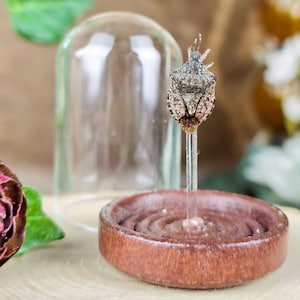May include: A preserved brown and tan stink bug specimen mounted on a thin clear vertical rod, which is set into a circular dark brown wooden base. A clear glass dome cover sits behind the insect, creating a display for the specimen.