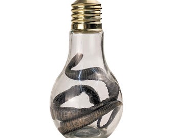 Rat Snake Wet Specimen w Jar Preserved Display preserved specimen Collectible Educational Scientific Biology