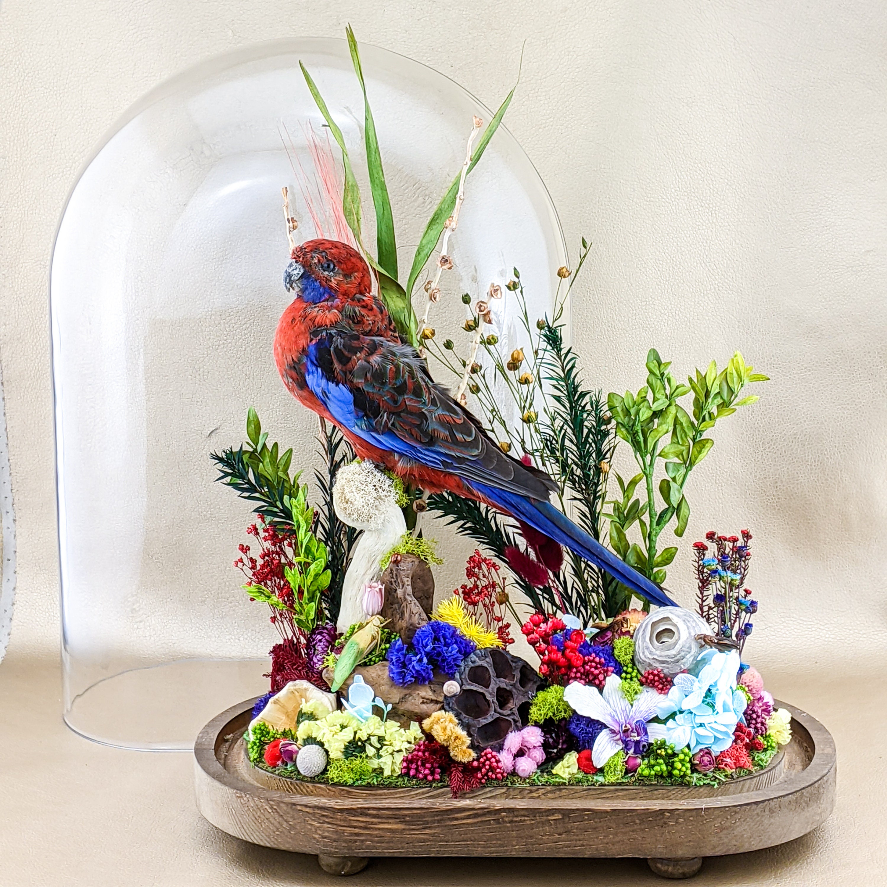 Lg Oval Antique Victorian Style Rosella Bird Oval Dome Display
