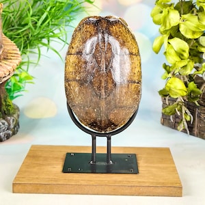 May include: A brown, oval-shaped turtle shell with a glossy, textured surface featuring distinct scute patterns. The shell is mounted vertically on a black metal U-shaped stand, which is secured to a rectangular, light brown wooden base.