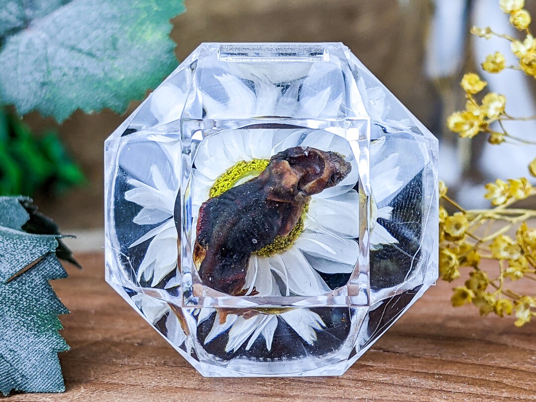 Taxidermy Fetal Mouse Baby Mus Musculus Display Curiosities Oddities ...