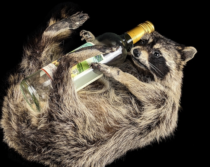 SALE!  Drunk Raccoon Full Mount Taxidermy Oddities Drinking Wasted Trashed home decor preserved specimen full mount curiosity gag gift