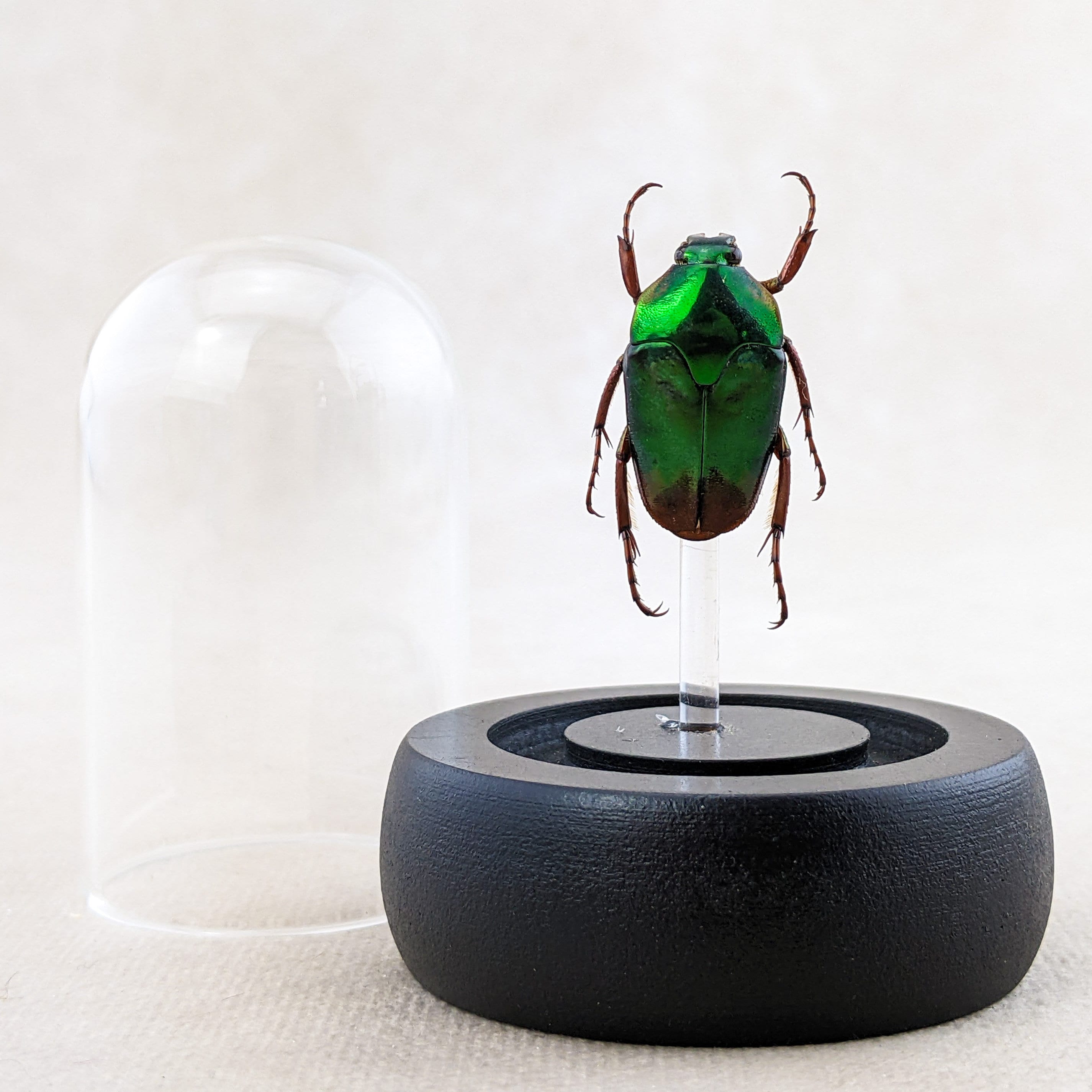 L21b Lg Flower Beetle Glass Dome Disply Entomology Taxidermy