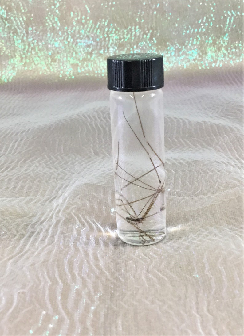 wet specimen insect bug collectible decor educational taxidermy CMisc.13 Entomology Wet Specimen Glass jar Daddy long-legs Spider