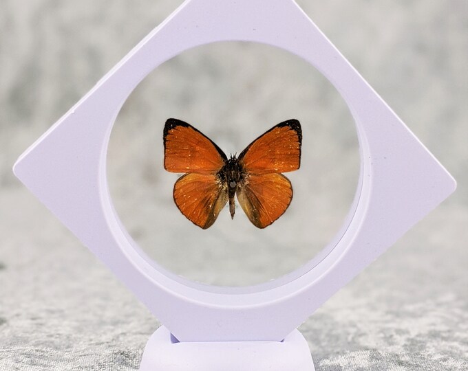 The golden copper butterfly specimen Floating Frame Display Entomology Taxidermy Lycaena thetis Educational Oddity Oddities Curiosities