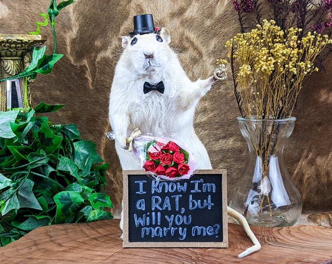 A45 Cute Rat "Marry Me" Proposal Ring Flowers Taxidermy Oddities Curiosities preserved specimen home decor engagement love fiance valentine