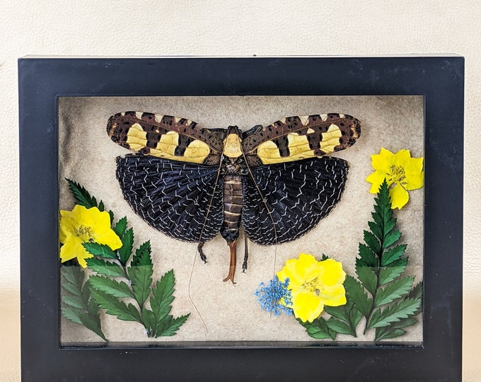 H38a Regal Soldier-Horn Grasshopper Big & Beautiful Sanaea regalis curiosities locust Female Entomology Taxidermy Oddity Educational Display