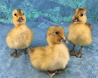 Sale! One Poseable legs taxidermy Fluffy Long Island Domestic (Natural Death) Baby duck Duckling bird farm curiosities oddities specimen ylw