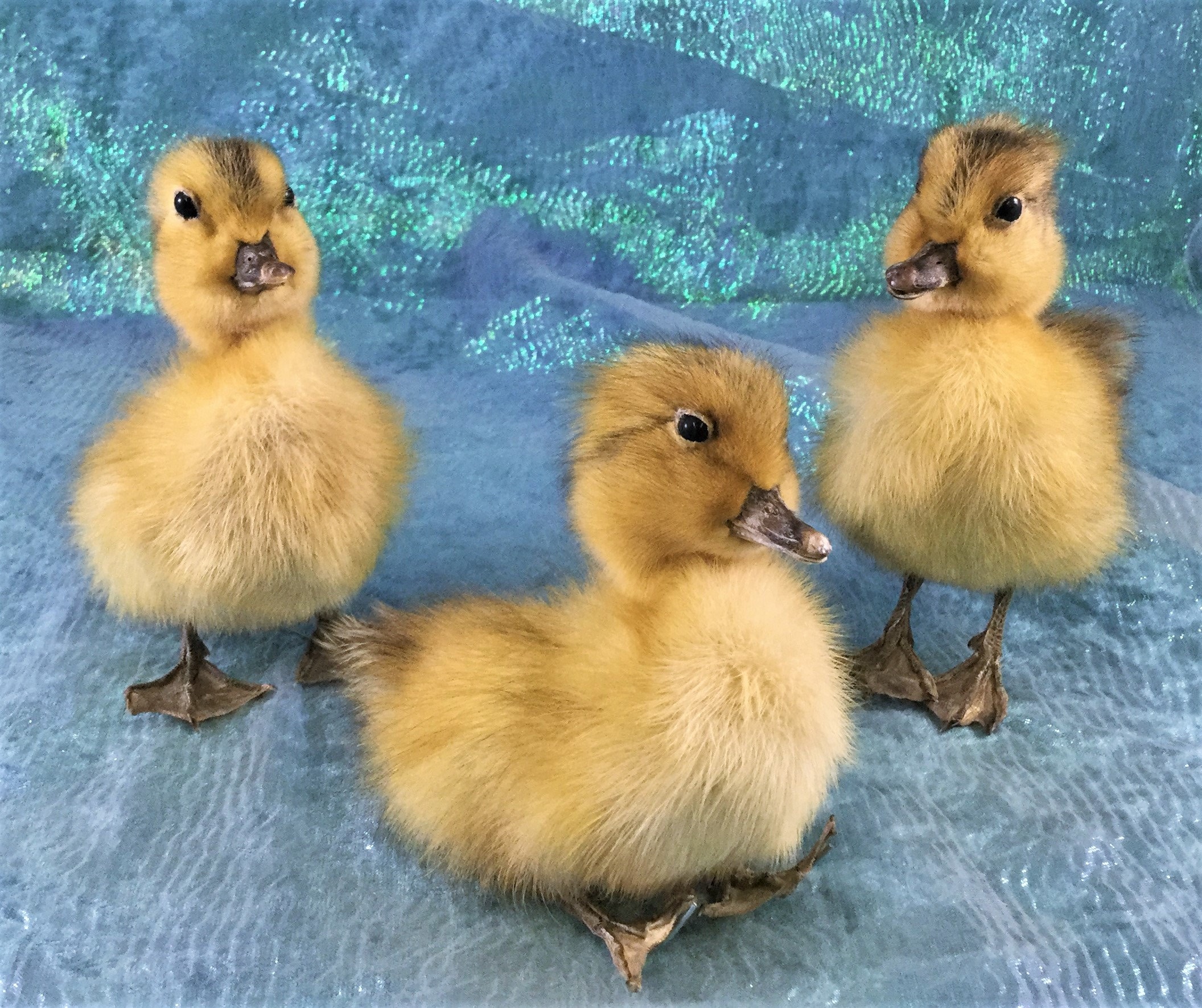Pet Baby Ducks For Sale