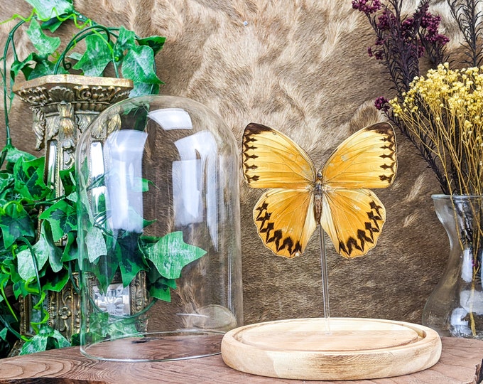 Jungle Queen butterfly Curiosities oddities Glass Dome display specimen Display preserved bugs collectible specimen educational