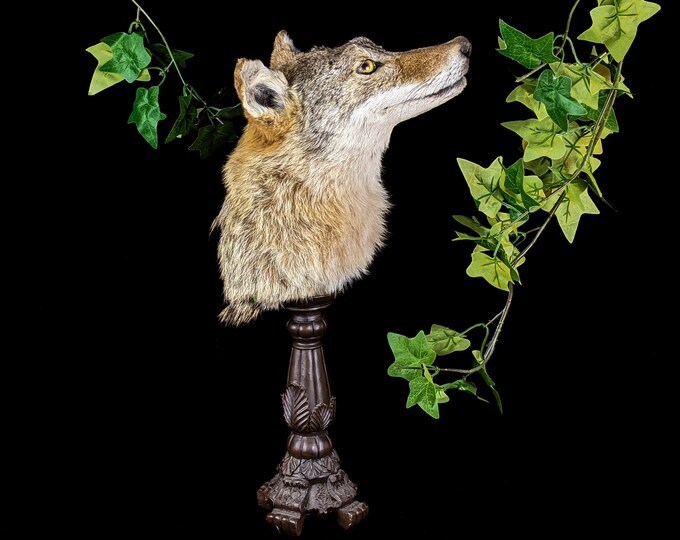 Br30 Prairie Wolf Coyote Head Mount Taxidermy Oddities Etsy