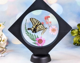 Swallowtail Butterfly  Entomology Taxidermy oddity curiosity floating frame Victorian decor preserved specimen collectible educational gift