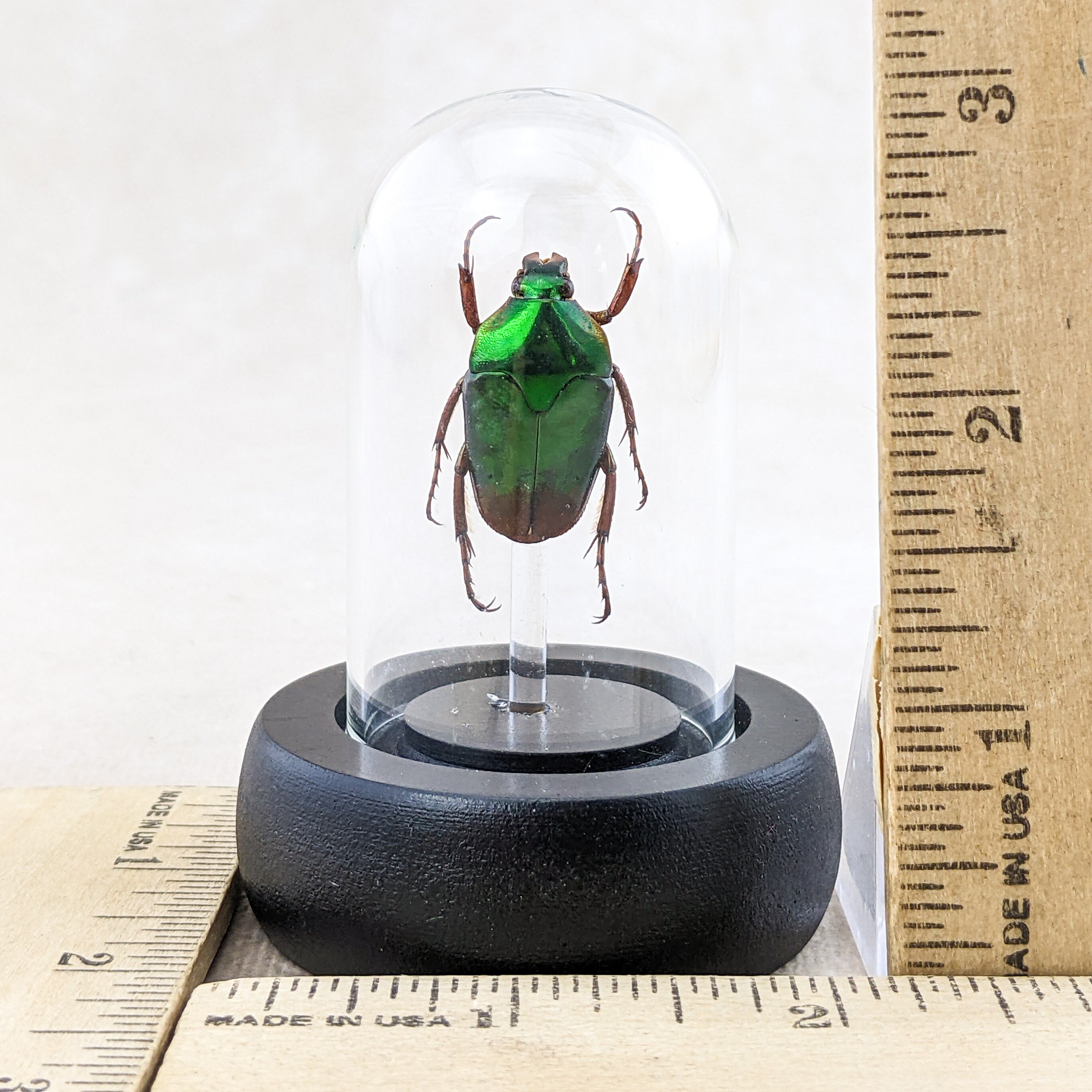 L21b Lg Flower Beetle Glass Dome Disply Entomology Taxidermy Real
