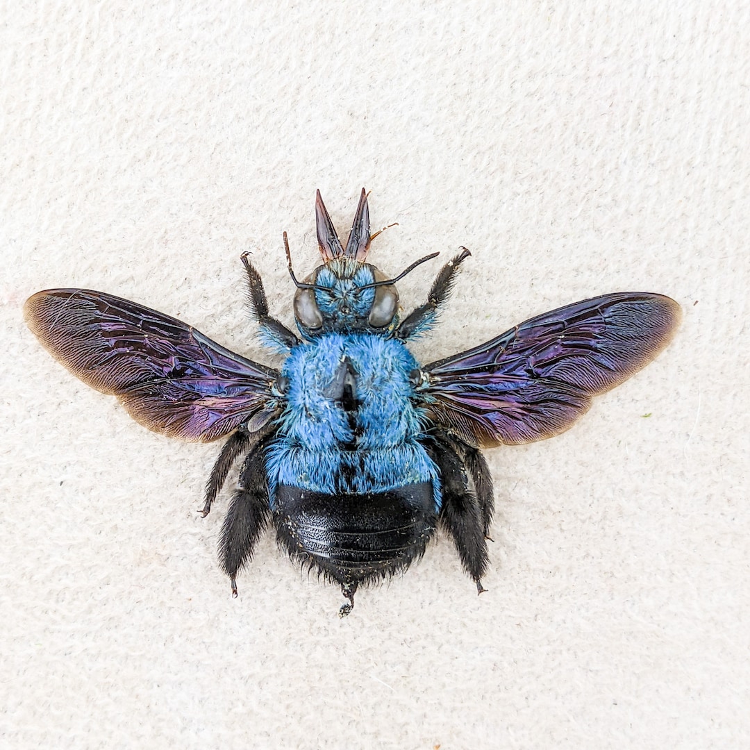 Blue Carpenter Bee Taxidermy Oddity Curiosities Xylocopa Caerulea ...
