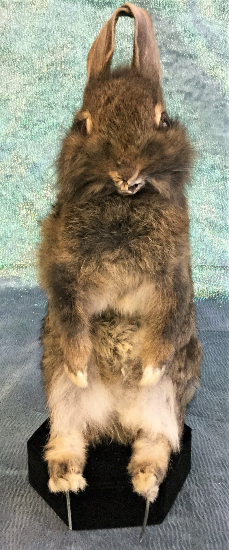 mixed colors-brown, gold, tan, white and black Taxidermy Baby Bunny Rabbit Standing w ears up cottontail R40h Mixed colors