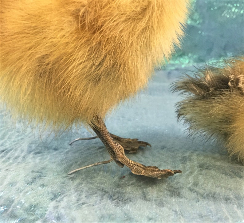 Movable legs Sale Taxidermy Long Island Baby Duck Duckling Bird collectible specimen curiosity cabinet farm kitchen decor ONE A