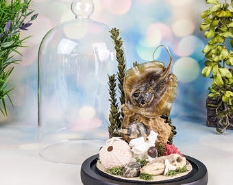 Atlantic Stingray Nautical glass dome Display decor Oddity Curiosities Specimen collectible fish marine collectible sea life gift