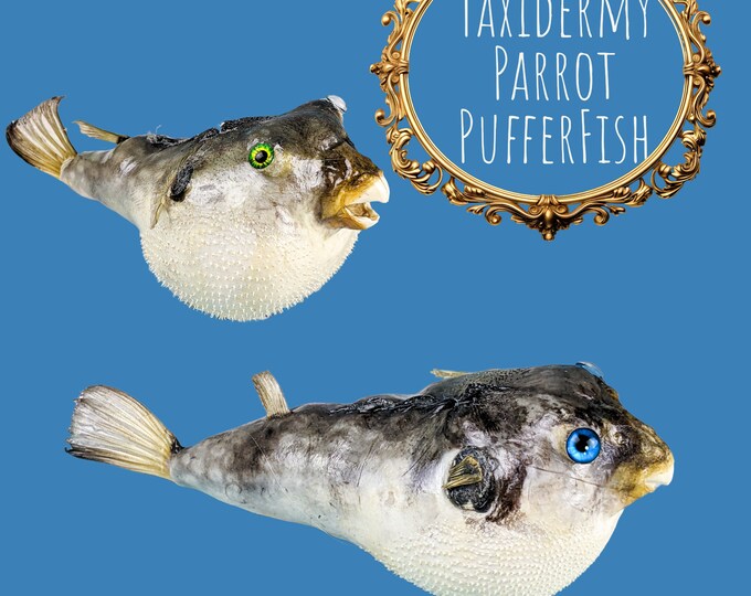 Parrot Puffer fish specimen Taxidermy oddity collectible education ocean curio cabinet nautical decor oceanology marine biology craft