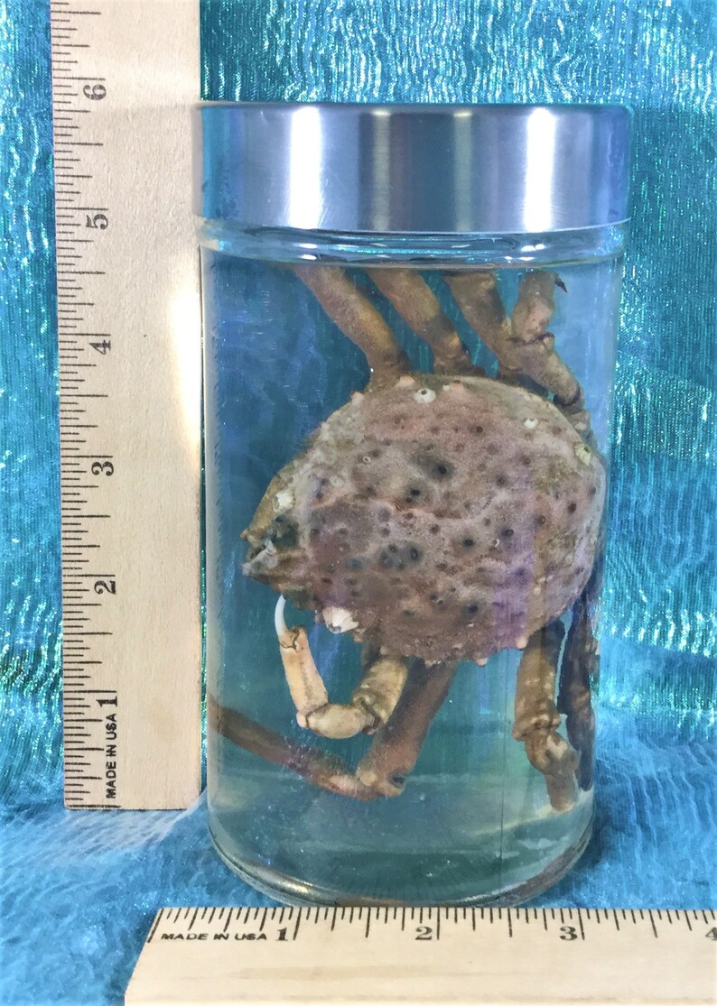 wet specimen collectible specimen jar display oddity curiosity cabinet aquatic Crab #1 Large Toad Crab specimen Wet Specimen Nautical