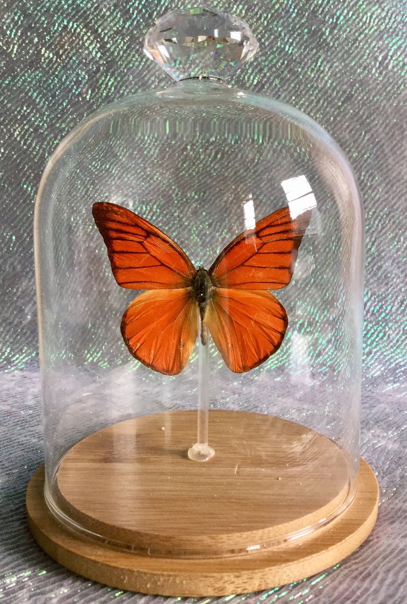 BF08 Taxidermy Entomology Butterfly Specimen Glass Dome Dsply insect collectible