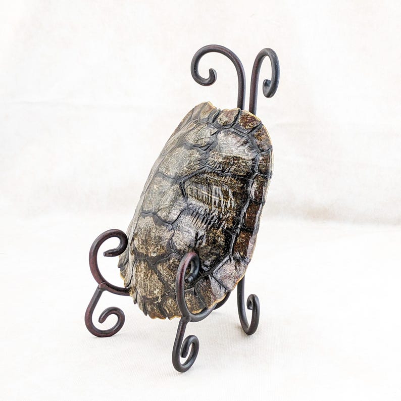 Turtle Shell Display Stand Red Eared Slider Turtle Shell Stand Display Taxidermy Curiosity ...