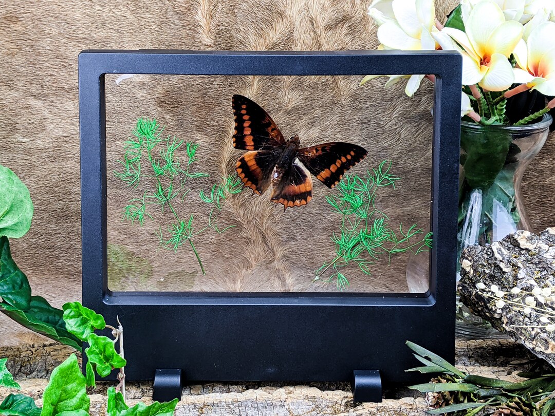 Insecte Vitrine 3D Zana Nobilas - Tableau Mural Entomologie - Taxidermie Collection Nature