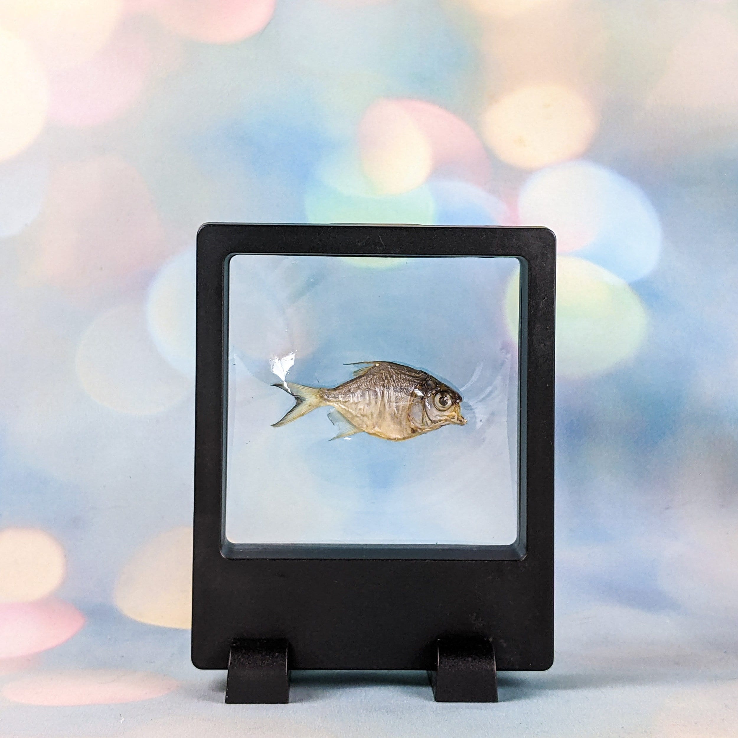 Real Baby Piranha Fish Floating display collectible Specimen