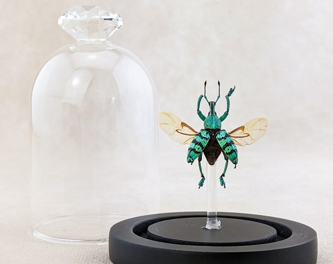E29b Damaged Snout Beetle Entomology Glass Dome Display Curiosities oddities collectible Specimen Decor Educational Curiosity Oddity insect