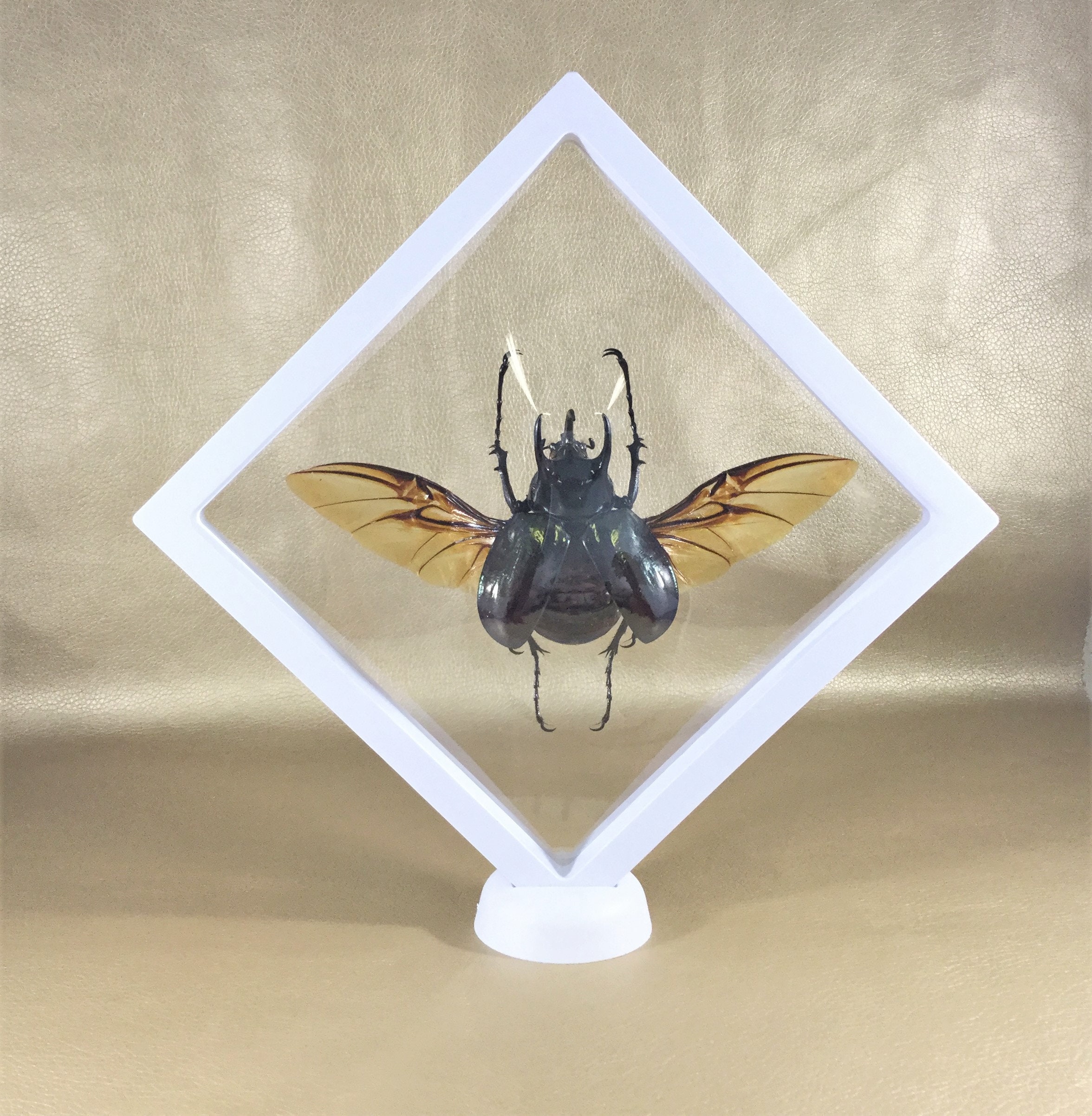 Real Fighting Beetle Male Wing Spread Glass Dome Display Taxidermy Entomology Real Fighting Beetle Male Wing Spread Glass Dome Display Taxidermy Entomology