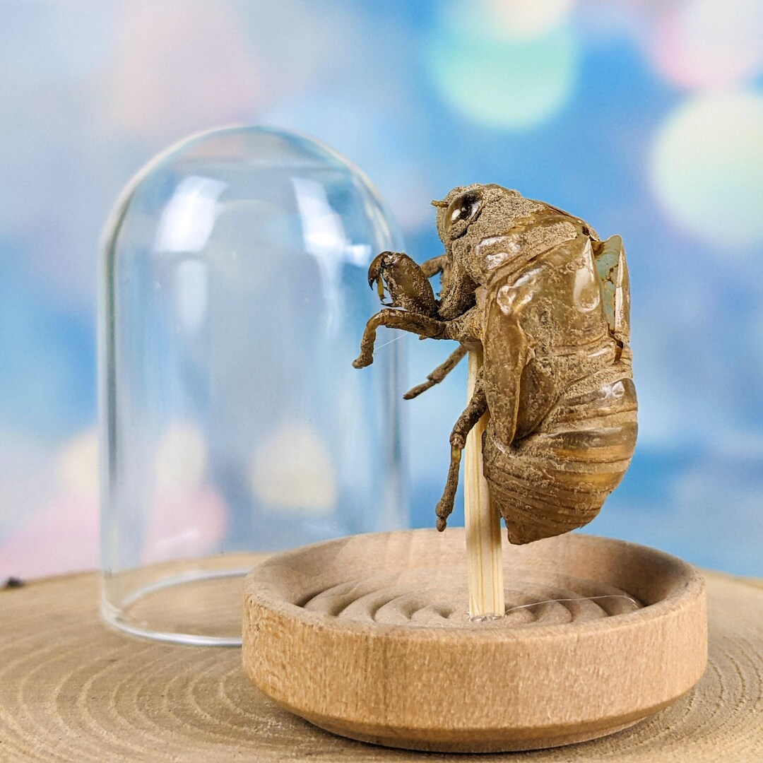 Cicada Shell Empty Glass Dome Display Locust Curiosity Taxidermy Oddity ...